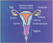 implantation comicintro copy custom 0ac7a25f5b3f5487c012088e02f76569c7a9d463 s1100 c50.jpg from pregnant vagina sperm