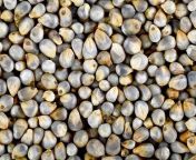 bajra pearl millet grain 732x549 thumbnail 732x549.jpg from bajara