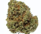 xxx og marijuana strain buy online canada.jpg from www tamanna xxxog or xxxx vedeo