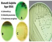 bismuth sulphite agar bsa 768x403.jpg from mms agar