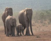 mixkit african elephants walking on a dusty ground 11077 0 jpgq80autoformatcompress from african small video download mp