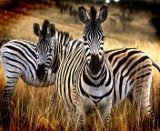 die zebras scaled.jpg from zabra s