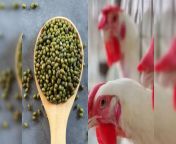 nutrition comparison mung bean vs chicken protein and know which food is good for health 84883521 jpgimgsize125380width1600height900resizemode75 from देसी पत्नी मुर्गा मालिश hd वीडियो