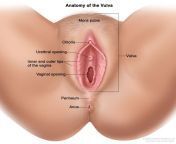 742480 571.jpg from mons pubis clitoris vulva