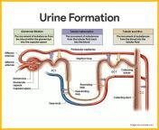 urine formation urinary system anatomy and physiology 1068x876.png from antey urine passing