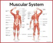 muscular system muscular system.jpg from muscles