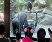 gorillas bronx zoo 2 jpgquality75stripall from gorilla and sext sex hd gopichut and