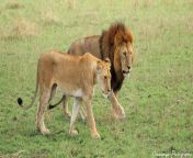 lions mating sequence 4 by okavanga d9jve0n.jpg from lion mating com