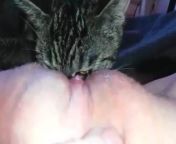 horny girl lets cat lick her pussy.jpg from cat lick boobs pussy