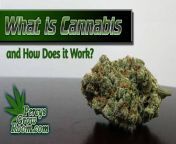 what is cannabis and how does it work fi.jpg from 008 fruit ls porn jpg