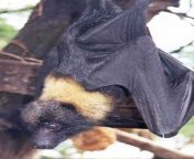 mariana fruit bat or mariana flying fox or fanihi animal pteropus mariannus.jpg from bat mariana