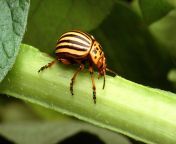 colorado potato beetle insect.jpg from com bug