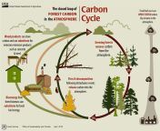 forest carbon cycle usfs jpgsc langenh600w800hash47d55aa0eb702a03e57e88ff08f4567c from in the forest