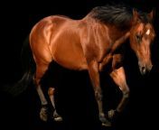 horse.png from.pngfre 19.png from ঘোড়া সাজেন