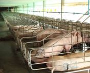 pig breeding.jpg from pigsex with