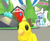 adopt me chick.jpg from adopt