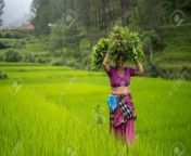 153682704 indian woman carrying grass loads in the irrigated green fields.jpg from indian in hd free loads www xxx tv com