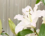 34449872 beautiful and sweet lily flower soft background.jpg from sweet lily