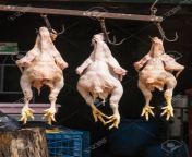 85916746 mysore india october 27 2013 in downtown bannur village three chickens hand on hooks at the butcher.jpg from mysore naked