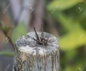 90440534 the female dark bush cricket on the stump pholidoptera griseoaptera.jpg from crickate pho