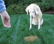 dog urine spot 1.jpg from pee on the grass