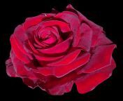 purepng com red rose flowerrose red rose flower 9615246809596n9jz.png from rose png