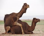 7952b560b89507f13c214d65509f7141d3 04 camel sex 42 38845629 2x h473 w710.jpg from camel sex