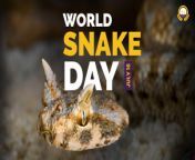 the snakes of qatar world snake day 06 34 2023 05 34 world snake day article cover.jpg from snake doha