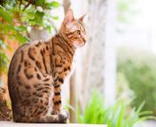 bengal cat.jpg from bengal acts