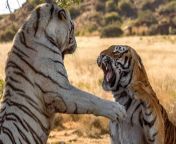 feroce combat de tigresses.jpg from feroce