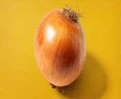 ci articles june how to tell if an onion is bad opener irdwni from onion