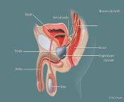 anatomyprostategland pizky6 18541df033 png iaa from prostate