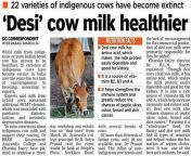 a1 vs a2milk.jpg from indian desi milk