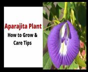 aparajita flower plant growing and caring guide.jpg from aparajita au