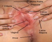vagina.jpg from মেয়দের ভোদা
