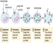osc microbio 06 02 lyticcycle.jpg from stages of the t virus