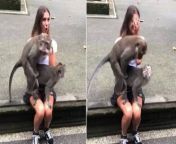 blog monkeys.jpg from macaco transando com mulher na