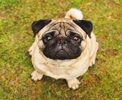 pug sitting in the grass looking up at the viewer 500x486.jpg from cinezs npug