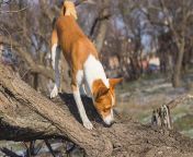 basenji sniffing at a tree trunk.jpg from sniff