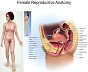 female reproductive anatomy.jpg from hijra sex organ photo