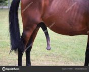 depositphotos 311186654 stock photo young stallion standing with erected.jpg from erect stallion coc
