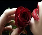 happy rose day 2019 photos images wishes.jpg from downloads roseday xxx gairal