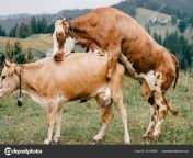 depositphotos 441384888 stock photo two funny spotted cows playing.jpg from sex sapi