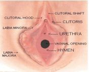 hymen healthy strokes.jpg from blood in virgin seal open sexdian