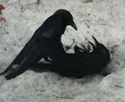 crows death 3.jpg from crows sex