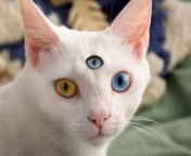 cat with 3 eyes.jpg from 3 eyrs