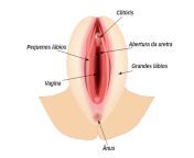 vulva.jpg from anatomia do sistema reprodutor feminino