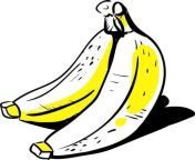 banana drawing illustration on white background free vector.jpg from banana tits