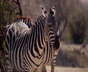 close up of a couple of zebras on the savanna in 4k free video.jpg from zebra xxx vidos english
