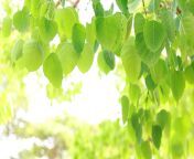 bodhi leaves are light green and copy space free video.jpg from bodhi hd vi